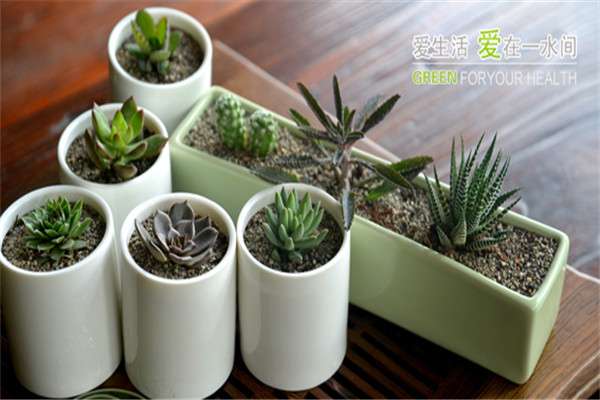 一水间水培花卉